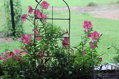 PETUNIA, was pretty all summer, I have now pulled them up readying for Fall and Winter  (they are an annual flower)