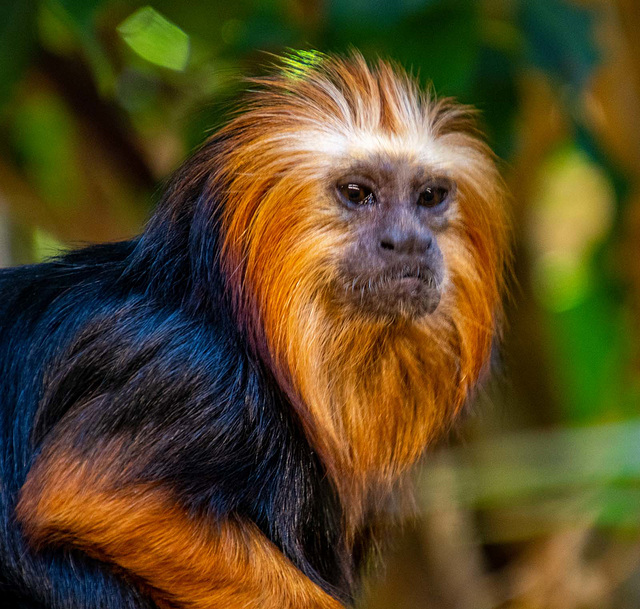 Golden headed lion tamarin