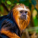 Golden headed lion tamarin