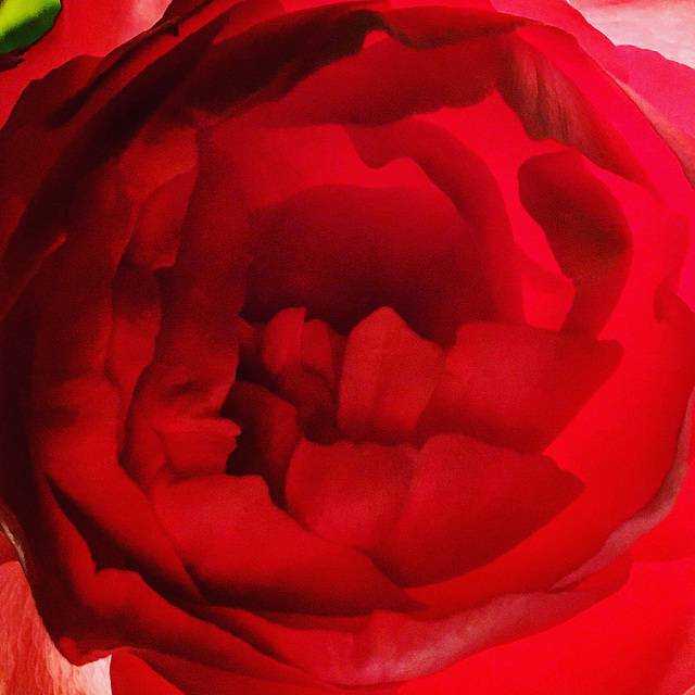 Rose Abstract.