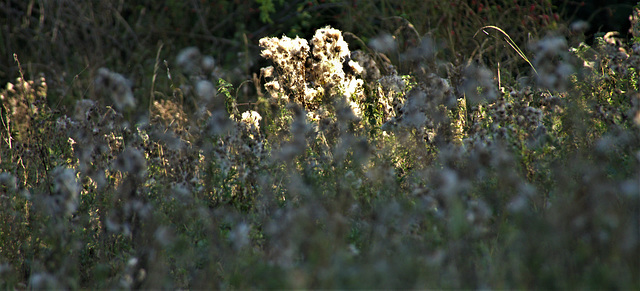 Fluffy Fairy Balls!!!