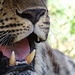 Amur Leopards have big teeth