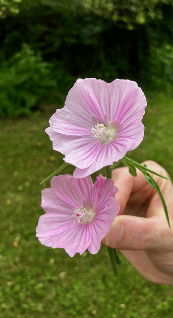 Wildflowers