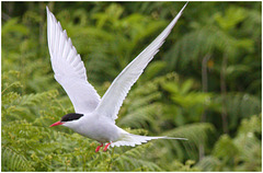 EF7A4599 Arctic Tern