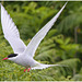 EF7A4599 Arctic Tern