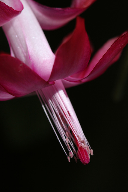 Easter Cactus