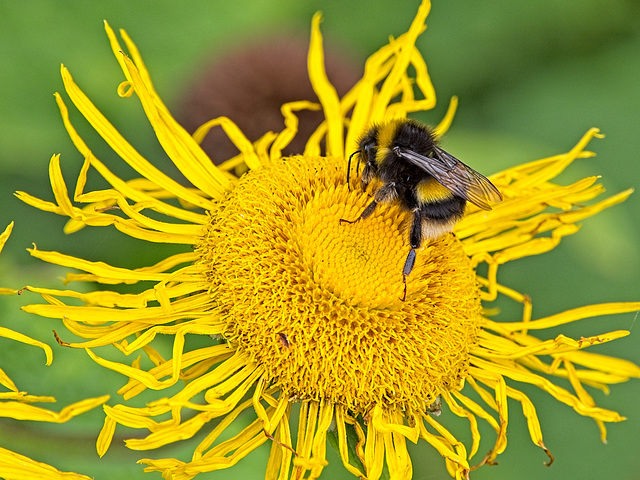 Hunting for Pollen Hunting for Pollen