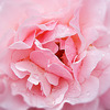 Le thème de la semaine! This week's theme!: Pink Rose
