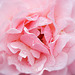 Le thème de la semaine! This week's theme!: Pink Rose