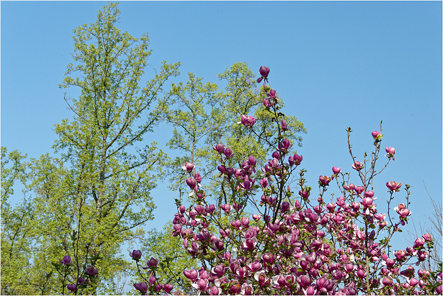 Magnolienblüte 2017 02 Magnolienblüte 2017 02