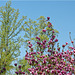 Magnolienblüte 2017 02