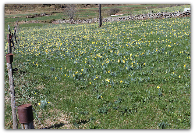 Le temps des Jonquilles (6)