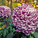 Luxor Chrysanthemum