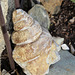 ammonite