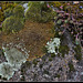 Parmélies (lichens )