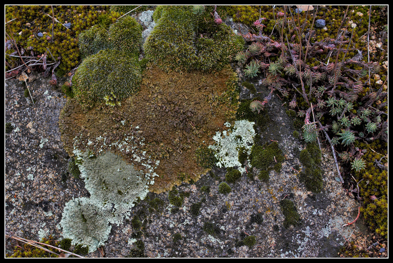 Parmélies (lichens )