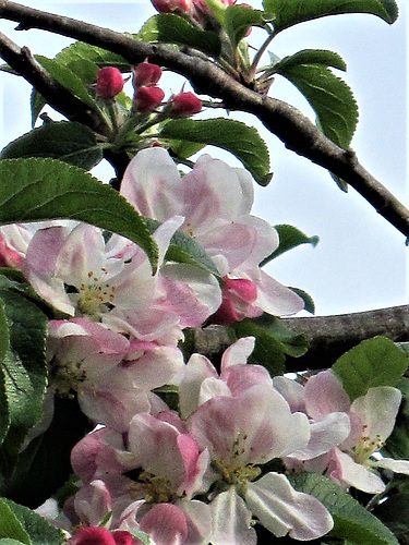 Some of the apple blossom - so pretty