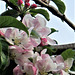 Some of the apple blossom - so pretty