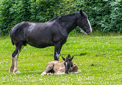 From Cotebrook shire horse centre56
