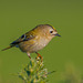 Goldcrest