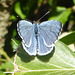 Adonis blue