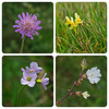 Wildflowers