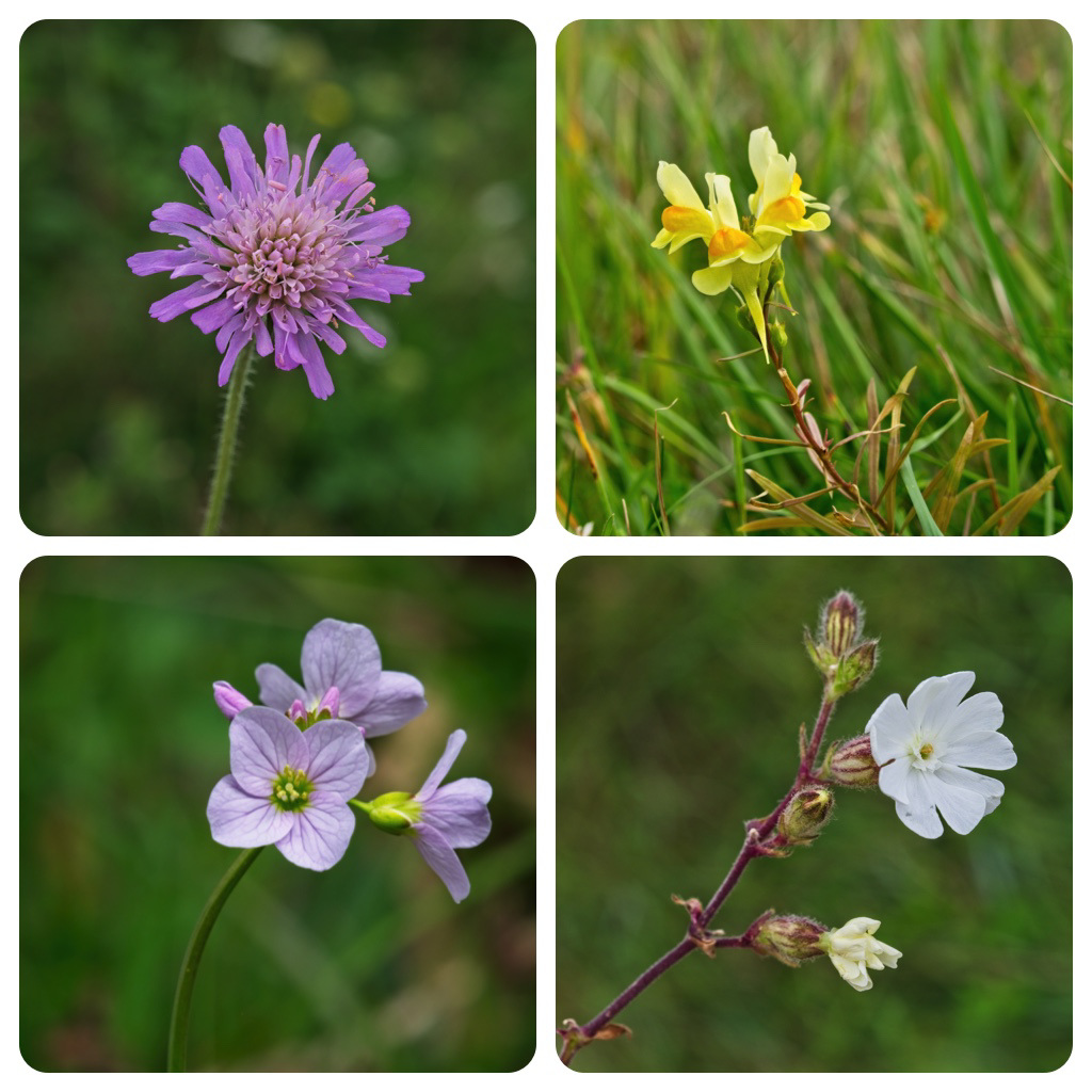 Wildflowers