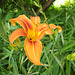 Taglilie (Hemerocallis)