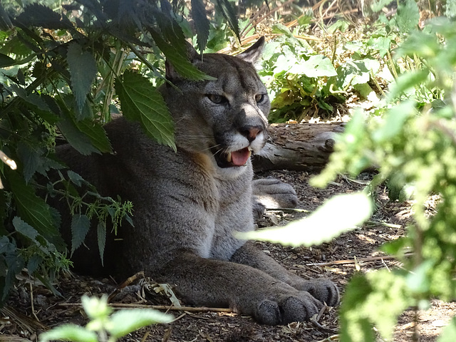 Puma