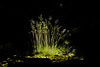 Deschampsia flexuosa