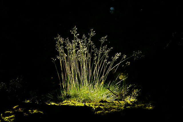 Deschampsia flexuosa