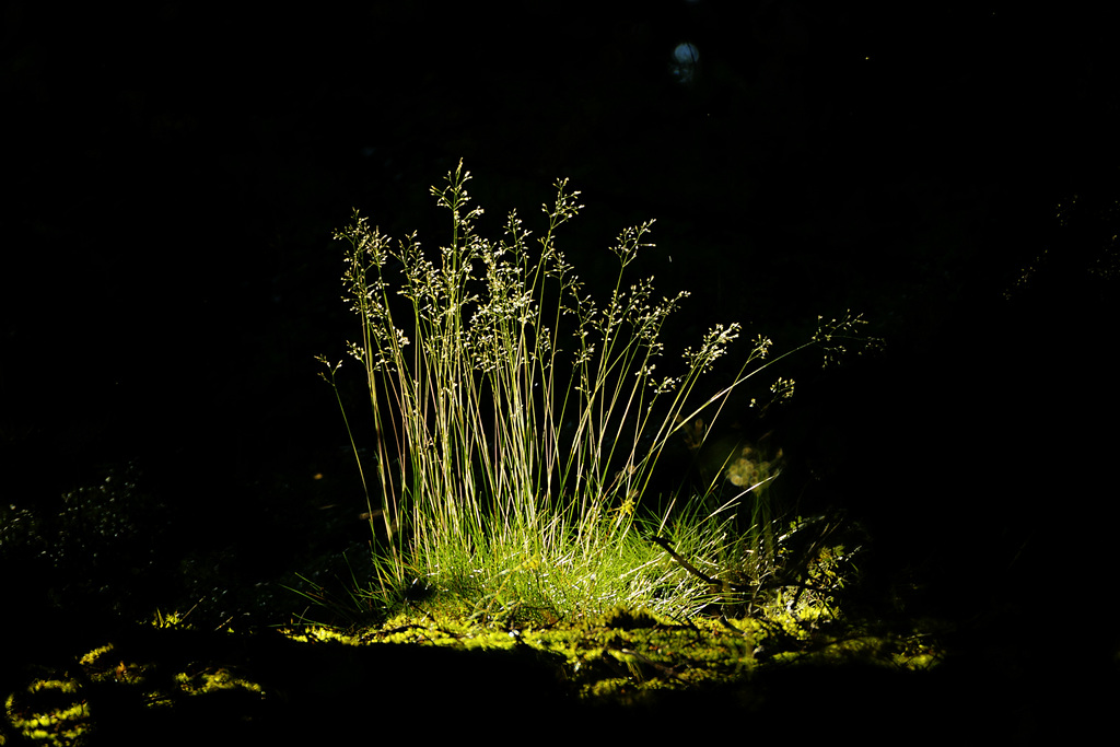 Deschampsia flexuosa