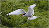 EF7A4600 Arctic Tern