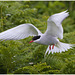EF7A4600 Arctic Tern