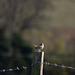 Meadow Pipit