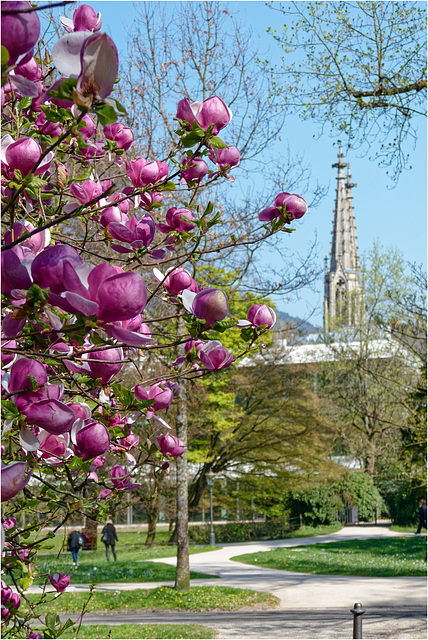 Magnolienblüte 2017 03 Magnolienblüte 2017 03