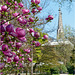 Magnolienblüte 2017 03