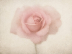 Rose in Pastel