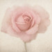 Rose in Pastel