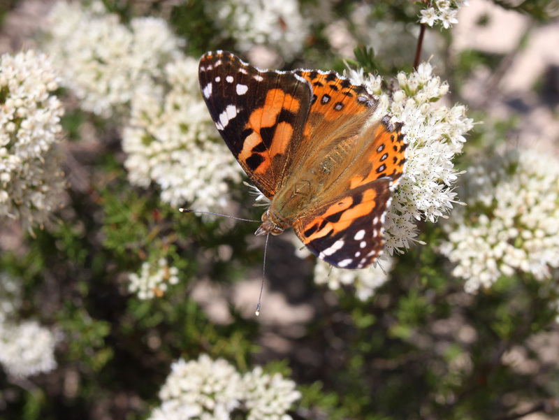 Vanessa kershawi (Australian Painted Lady)