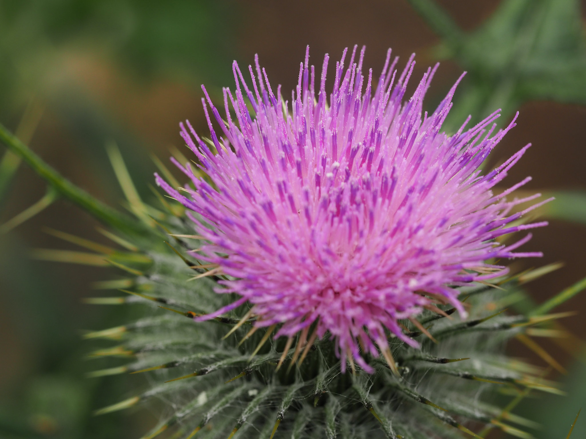 Field Thistle