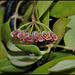 Hoya sp. GPS 7-35 (2)