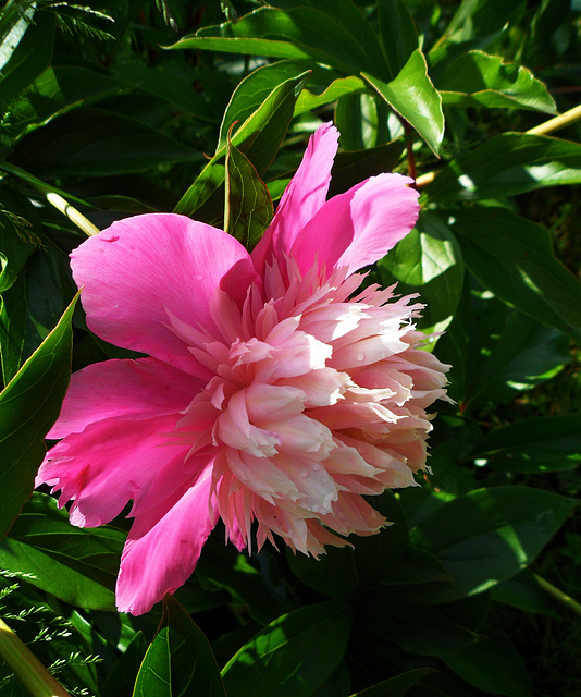 peonia