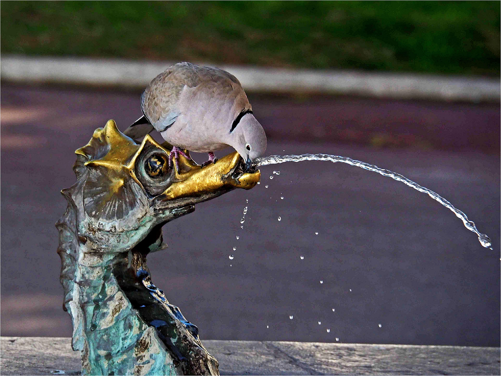 Boire un petit coup.......