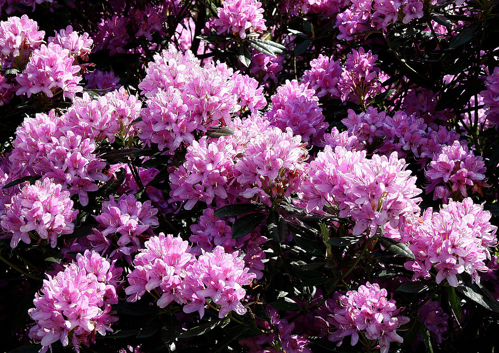 Rhododendron (Rhododendron ponticum) Staxton North Yorkshire 2nd June 2009