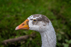 Goose close up