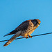 Kestrel