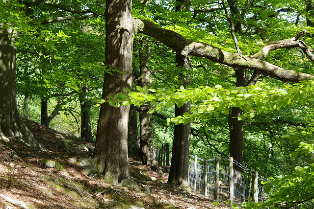 Beeches in Shire Hill Wood