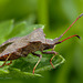 Dock Bug (Coreus marginatus)