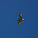 Curlew